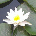 zhpx001  
