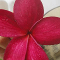 chenyi0531  
