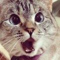 ���ڲ���������  